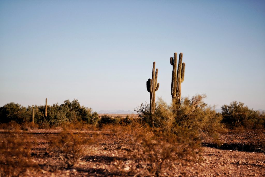 A Cactus centered on a vista of the Arizona Desert