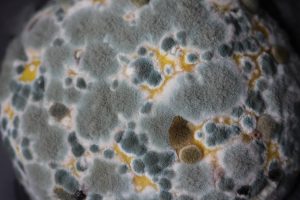 mold in water softener